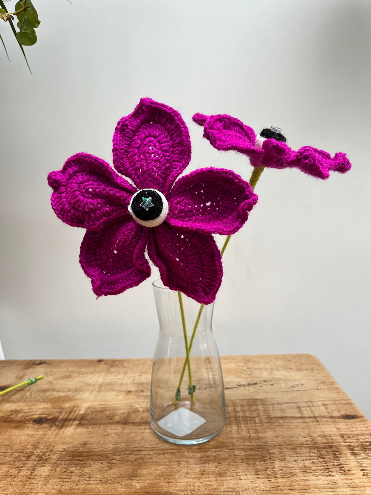 Magenta watching eye flower